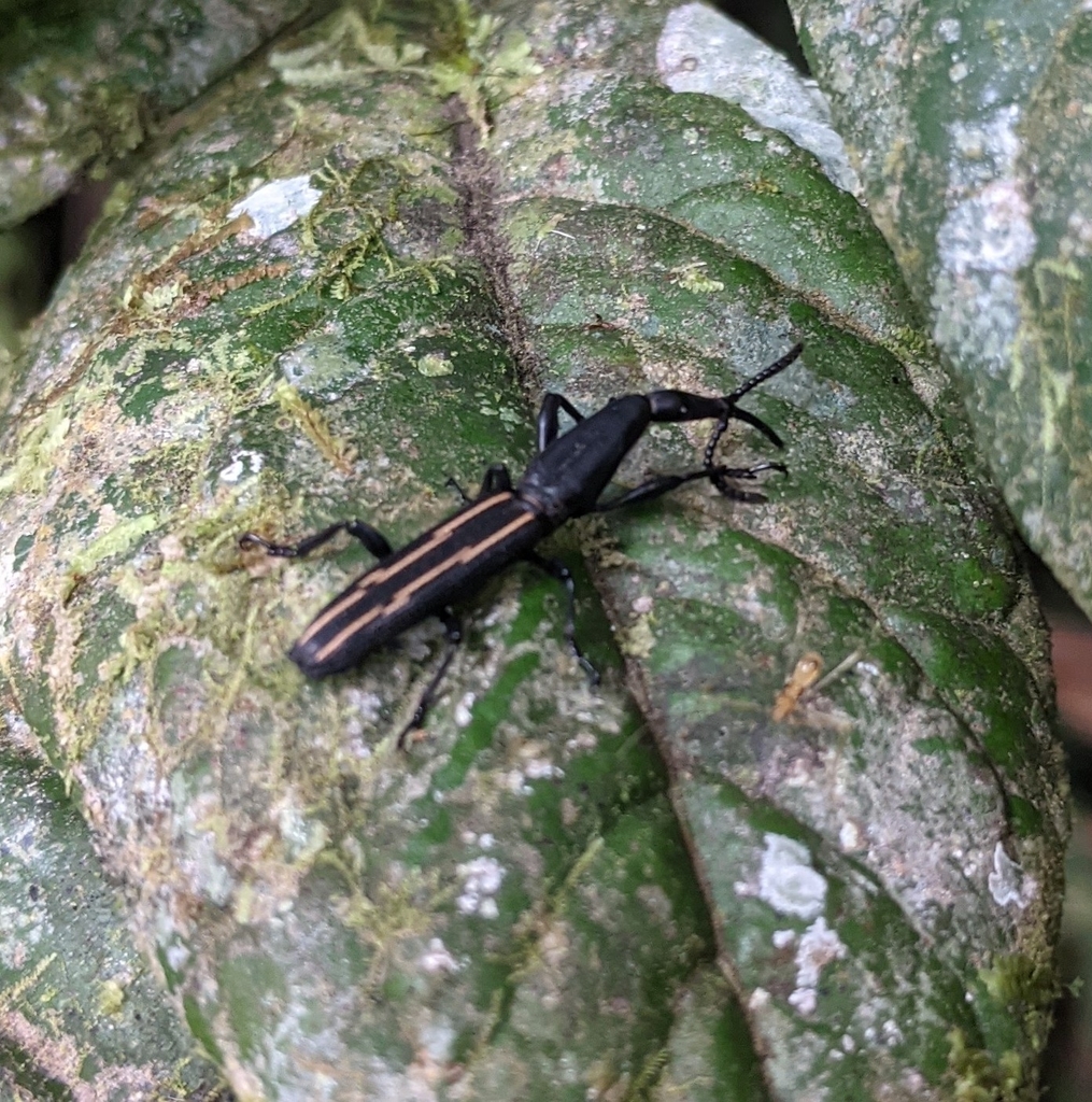 Brentus approximatus