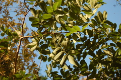 Lonchocarpus