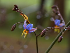 Dianella callicarpa