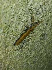 Sastrapada baerensprungi