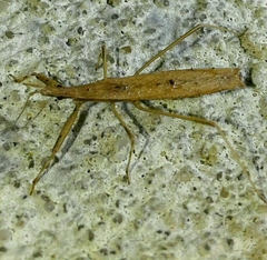 Sastrapada baerensprungi