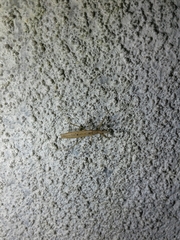 Sastrapada baerensprungi