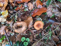 Paralepista flaccida