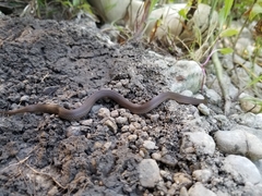 Haldea striatula