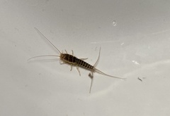 Ctenolepisma longicaudatum