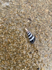 Turritellinella tricarinata