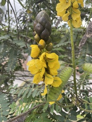 Senna didymobotrya