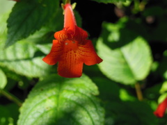Achimenes pedunculata