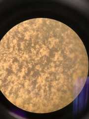 Cladosporium ramotenellum