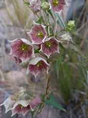 Philibertia gilliesii