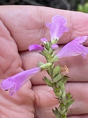 Physostegia purpurea