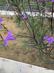 Ruellia simplex