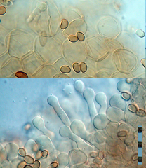 Simocybe phlebophora