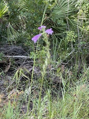 Physostegia purpurea