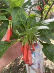 Iochroma fuchsioides