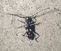 Elaphidion irroratum