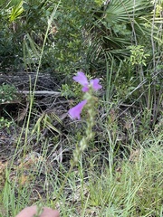 Physostegia purpurea