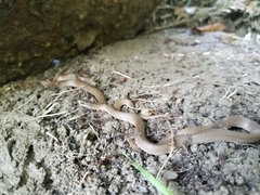 Haldea striatula