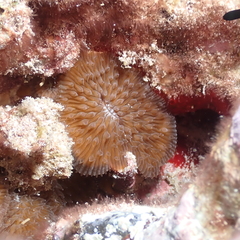 Lobactis scutaria