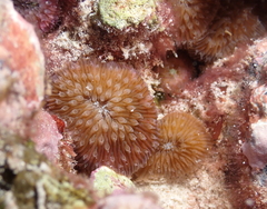 Lobactis scutaria