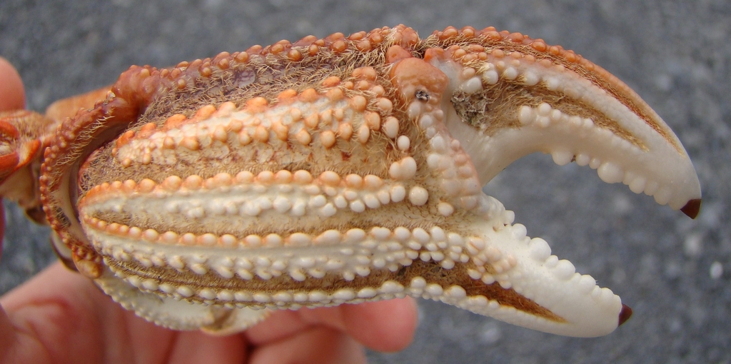 Cape Rock Crab