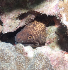 Gymnothorax flavimarginatus