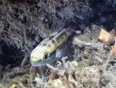 Pentapodus paradiseus