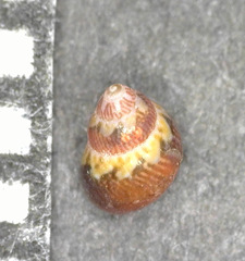 Hiloa variabilis