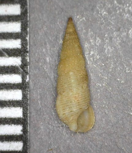 Cerithium placidum observed 2018-03-17