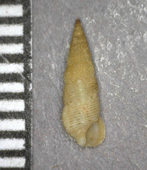Cerithium placidum