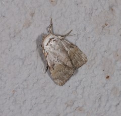 Barasa cymatistis
