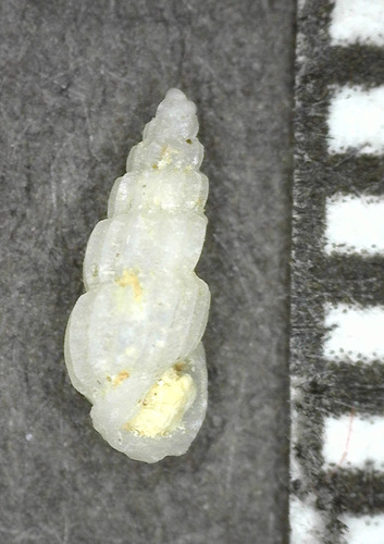 Rissoina costata, 2018-03-17