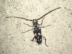 Elaphidion irroratum