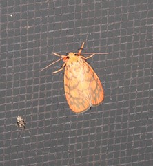 Miltochrista quadrilineata