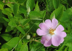 Prairie Rose (Rosa setigera)