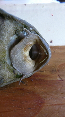 Hypostomus latifrons