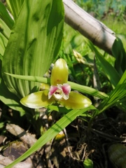 Lycaste