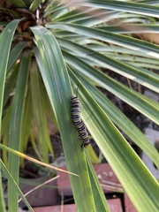 Danaus plexippus