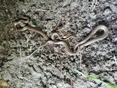 Haldea striatula
