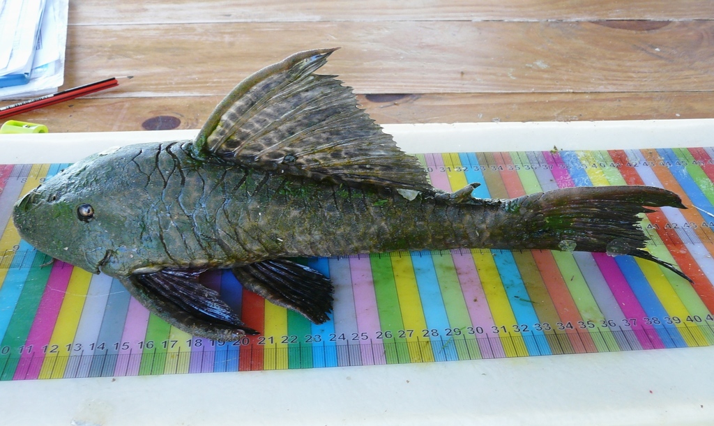 Broadhead pleco (Hypostomus latifrons) — Loricariidae