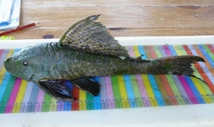 Hypostomus latifrons