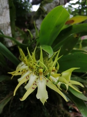 Brassia