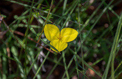 Patersonia umbrosa