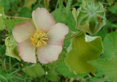 Callianthe pauciflora