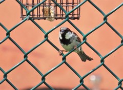 Passer domesticus