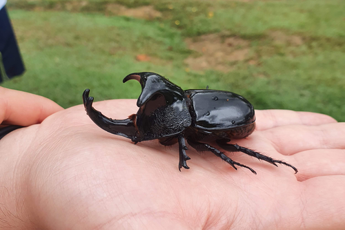 Megaceras stuebelii