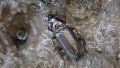 Pogonus