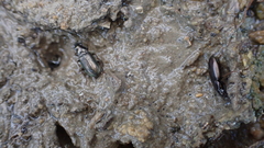 Pogonus