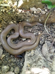 Haldea striatula