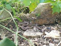 Haldea striatula